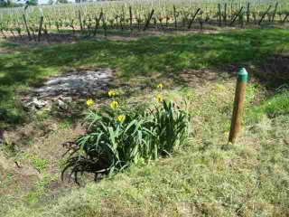 SAINT-TROJAN-gironde