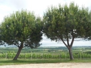CAUDROT A STE FOY LA LONGUE-gironde