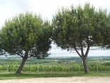 CAUDROT A STE FOY LA LONGUE-gironde