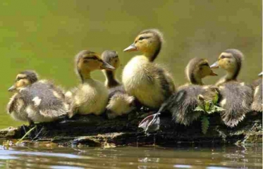 EYRE - LANDES DE GASCOGNE-gironde