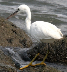 EYRE - LANDES DE GASCOGNE-gironde