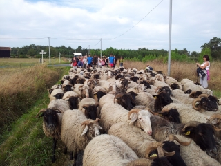 TRANSHUMANCE A AILLAS -gironde