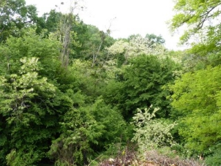 SAINTE-FOY-LA-LONGUE-gironde