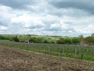 ST-AVIT-DE-SOULEGE-gironde