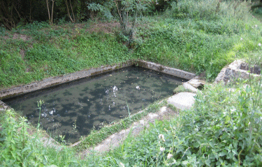 Carignan de Bordeaux-gironde