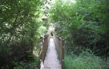 Carignan de Bordeaux-gironde