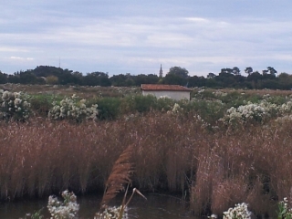PLAINES DU TEICH - DOMAINE FLEURY-gironde