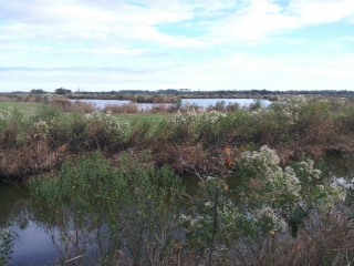 PLAINES DU TEICH - DOMAINE FLEURY-gironde