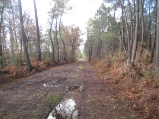 TAILLAN-MEDOC - AUTOUR DE ST-AUBIN-gironde
