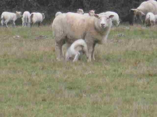 CASTELNAU-DE-MEDOC- LES LAMBERT-gironde