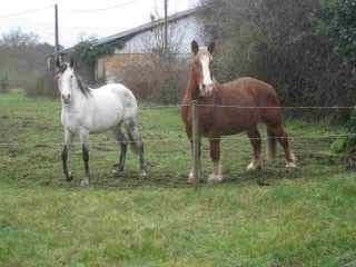 CASTELNAU-DE-MEDOC- LES LAMBERT-gironde