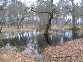 CHAPELLE SAINT-RAPHAEL ET FORET-gironde