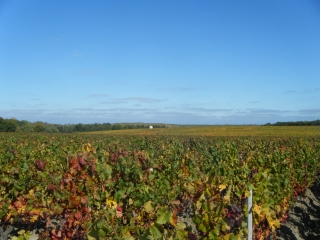 BOUCLE DE PELIN-gironde