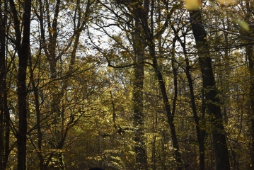 EN FORET A CASSEUIL-gironde