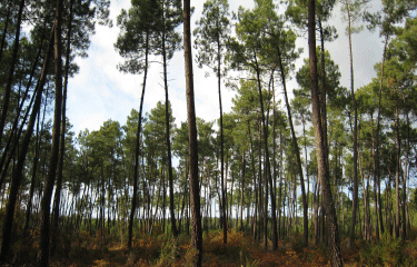 St Medard en Jalles-gironde