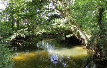 LE TEICH -  BASSIN D ARCACHON-gironde