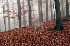 BOUCLE DE SAINT-HELENE-gironde