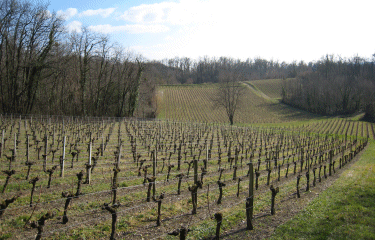 St Germain de la Riviere -gironde