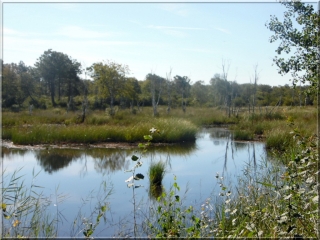 RANDO LACANAU (PONT DU CANAL DES ETANGS-CARCANS LE MONTAUT)-gironde