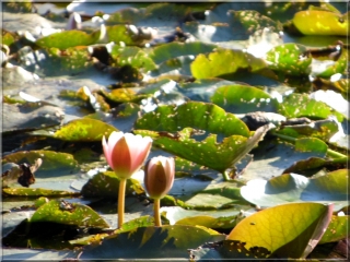LAC DE BATEJIN-gironde