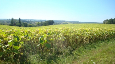 BOUCLE DE MONSEGUR-gironde