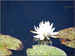 CANAL DES ETANGS-gironde