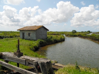 AUDENGE - BORD DU BASSIN D ARCACHON-gironde