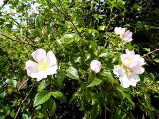 AUDENGE - BORD DU BASSIN D ARCACHON-gironde