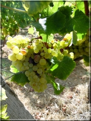PUJOLS-SUR-CIRON-gironde
