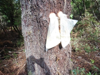 DE LA GRANDE DUNE A LA DUNE DE PLUMIOUS-gironde