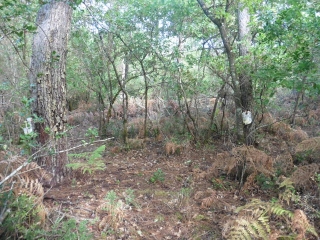 DE LA GRANDE DUNE A LA DUNE DE PLUMIOUS-gironde