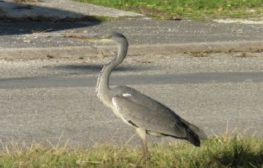 PESSAC LE LONG DU PEUGUE : DE MAGONTY AU BOIS DE LA PRINCESSE-gironde