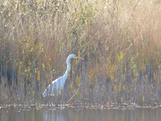 SENTIER D INTERPRETATION L HOMME ET LA NATURE LE PORGE-gironde