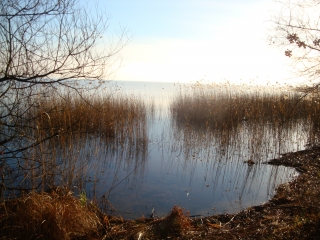 LACANAU - BOUCLE DES MIMOSAS-gironde
