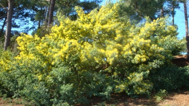 LACANAU - BOUCLE DES MIMOSAS-gironde