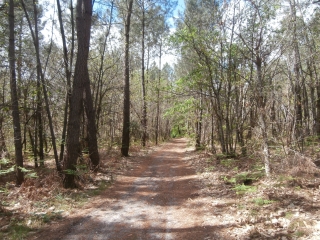 CASTRES-GIRONDE (4)-gironde