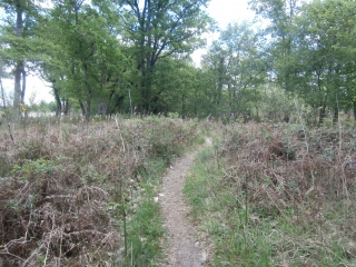 CASTRES-GIRONDE (4)-gironde