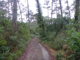 CLAOUEY - DUNE DU CROHOT NOIR-gironde