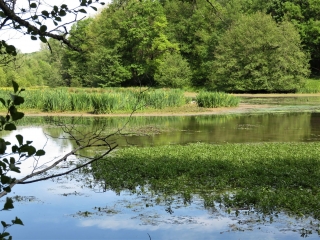 LAC DE LAROMET - DONZAC-gironde
