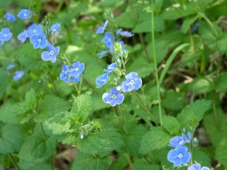 SAINT-AVIT-SAINT-NAZAIRE - BORD DE LA DORDOGNE-gironde