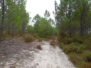 LACANAU - LE HUGA-gironde