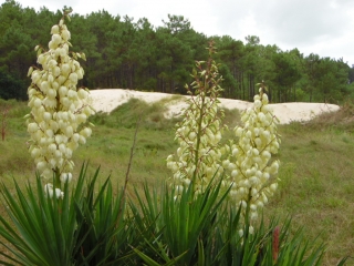 LACANAU - LE HUGA-gironde