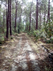 LACANAU - LEDE DE LUCHIT-gironde