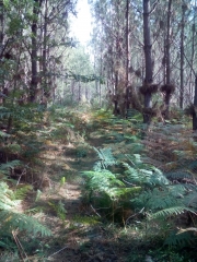 LACANAU - LA FORGE-gironde