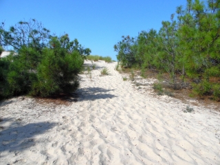 CARCANS - PLAGE NORD-gironde