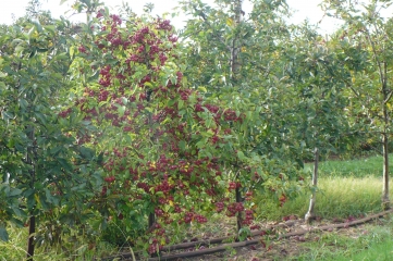 QUINSAC 14KM-gironde