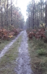 SAINT-MICHEL-DE-RIEUFRET -gironde