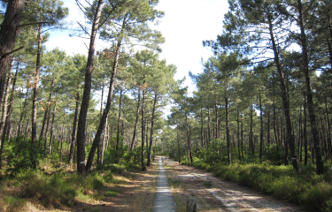 Lacanau Ocean -gironde
