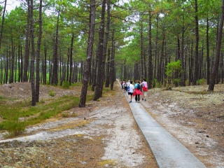 DE LACANAU A CARCANS - PLAGE LE MATIN - RETOUR DANS LA FORET PISTE CYCLABLE-gironde