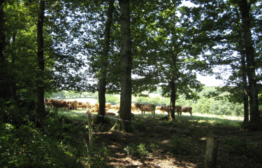 Lignan de Bordeaux-gironde